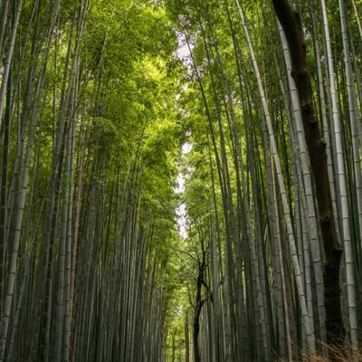 全民萌三国手机版游戏下载